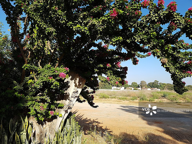 集体社区的房屋与绽放的树木图片素材