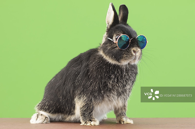 戴眼镜的兔子，绿色背景图片素材