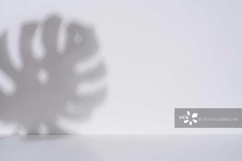 白色墙壁上的龟背竹叶阴影背景图片素材
