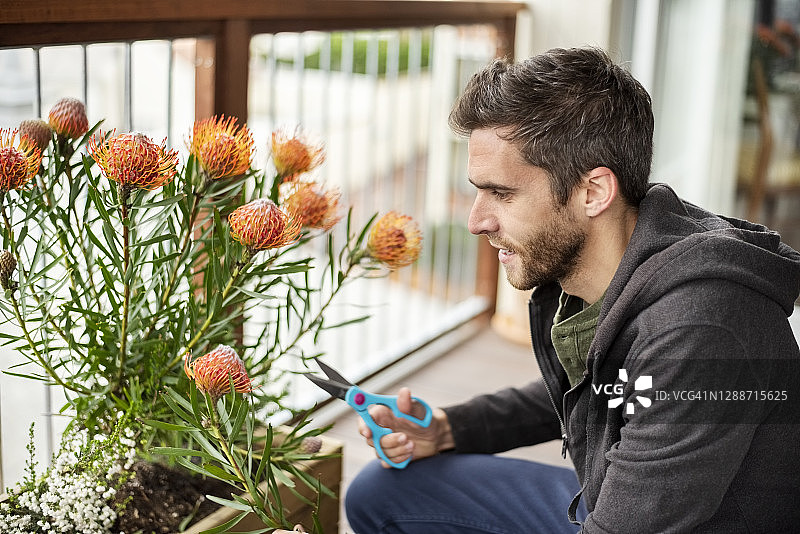 男人从植物上剪花图片素材