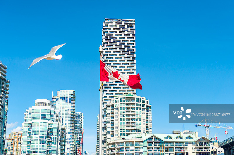 飞翔的海鸥与温哥华市中心天际线和加拿大国旗图片素材