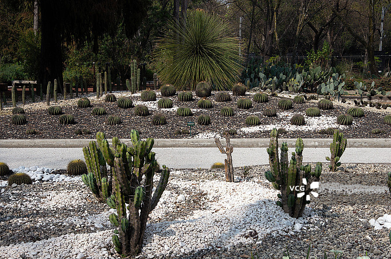 墨西哥查普尔特佩克森林植物园的墨西哥植物花坛图片素材