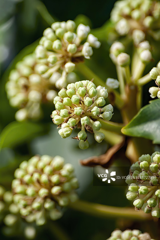 八角金盘花图片素材