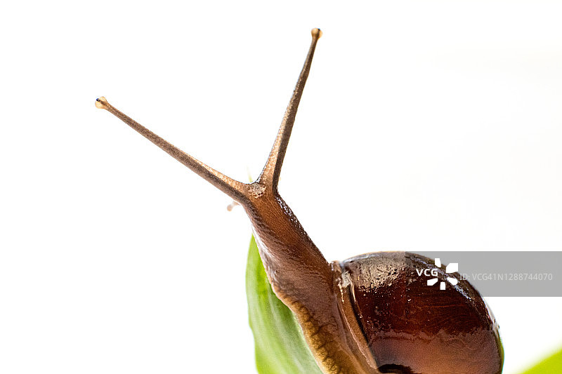 湿树叶上缓慢爬行的花园小蜗牛图片素材