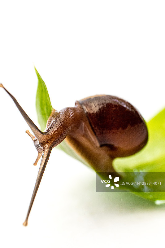 湿树叶上缓慢爬行的花园小蜗牛图片素材