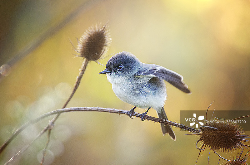在宾夕法尼亚州埃克斯顿的金光蓟中摆姿势的可爱东部菲比鸟图片素材