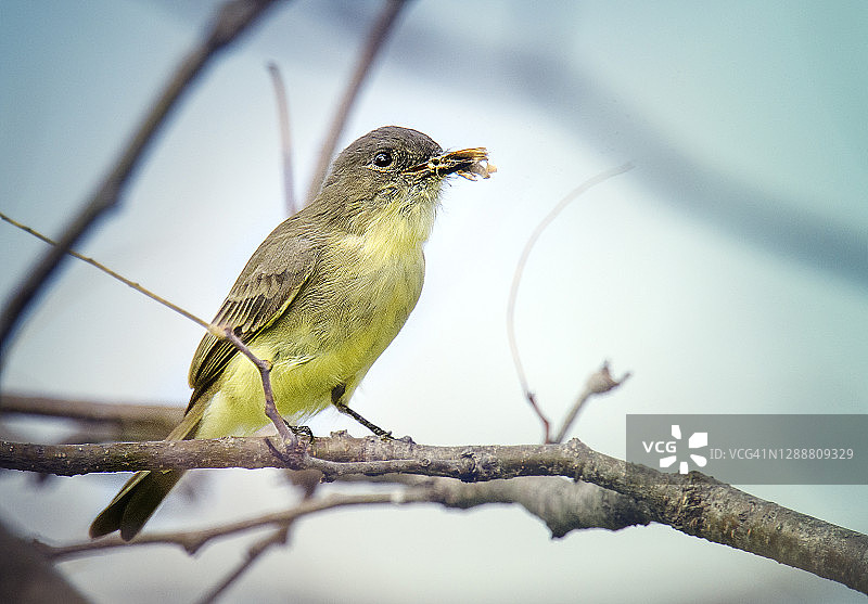 宾夕法尼亚州东部菲比鸟嘴里含昆虫的可爱特写图片素材