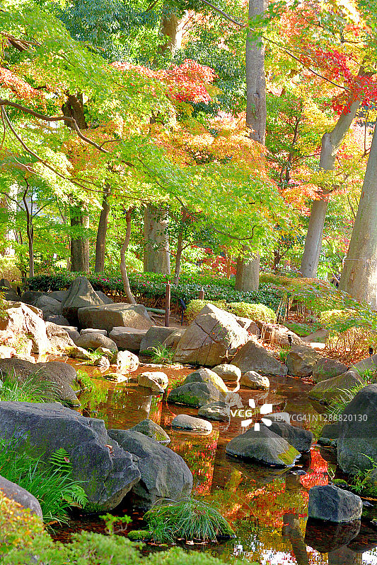 东京大田黑公园的秋叶颜色图片素材
