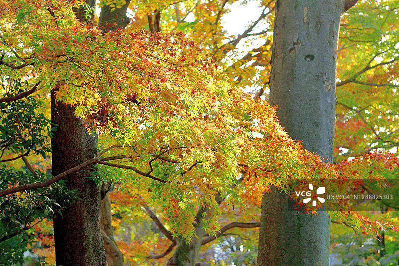 东京大田黑公园的秋叶颜色图片素材