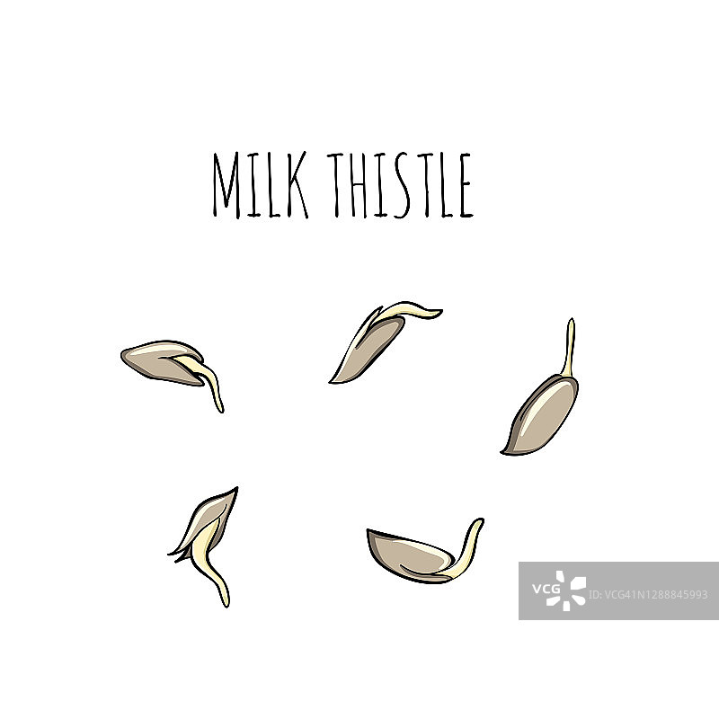 水飞蓟种子培育套装——矢量图。素描和手绘风格的微型蔬菜。 餐厅、咖啡馆和厨房的健康有益的纯素食品图片素材