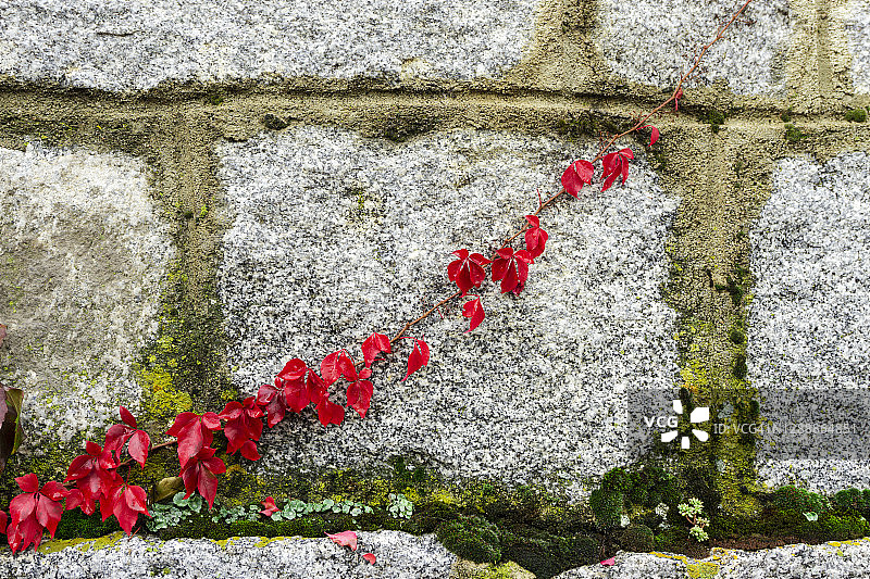 秋色中的弗吉尼亚爬山虎，石墙背景图片素材
