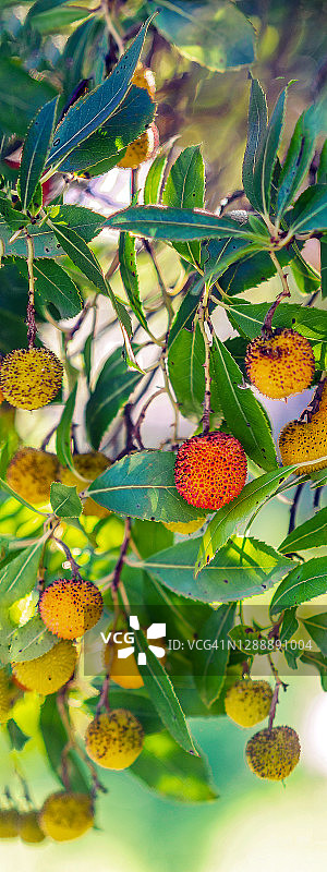 草莓树图片素材