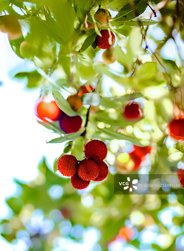 草莓树图片素材