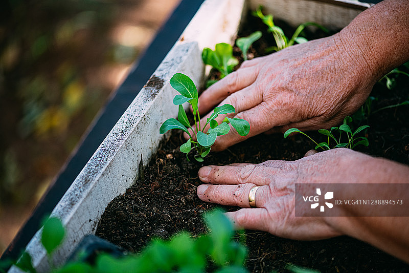 在花园里种植幼苗的女人图片素材