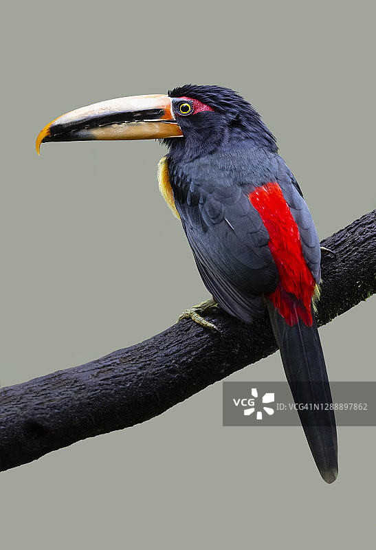 领圈巨嘴鸟，淡嘴亚种图片素材