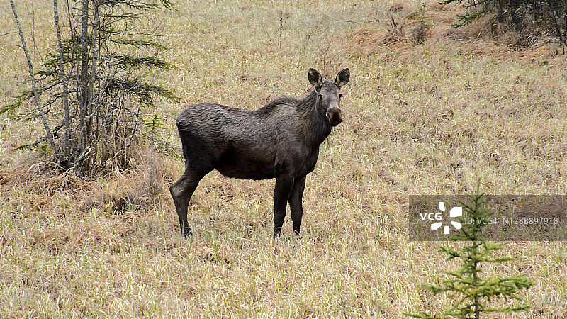 在野外觅食的阿拉斯加驼鹿图片素材