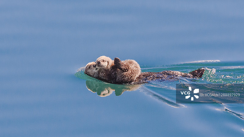阿拉斯加的海獭图片素材