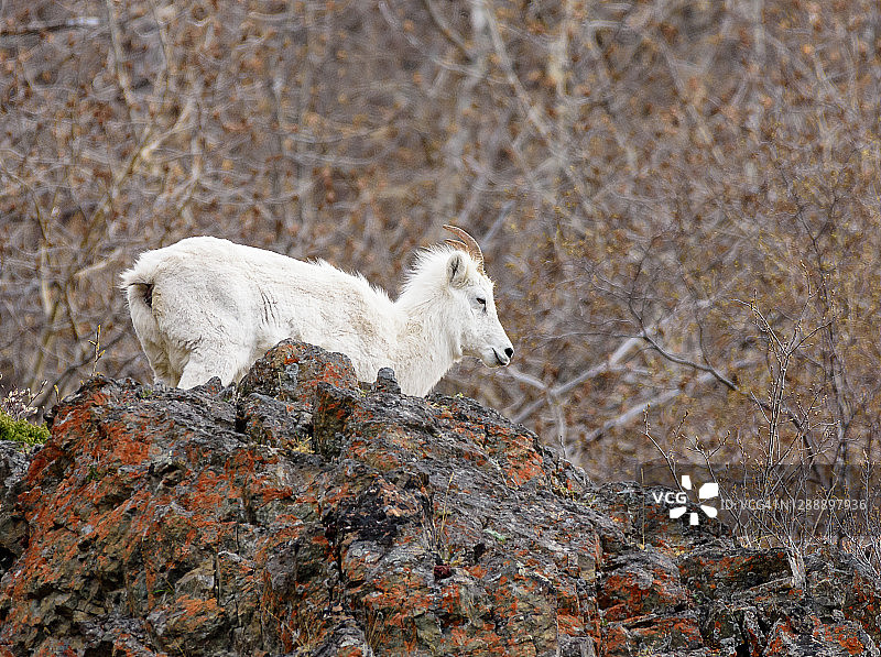 特纳根海湾阿拉斯加的达尔绵羊图片素材