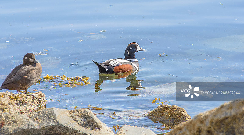 阿拉斯加丑鸭图片素材