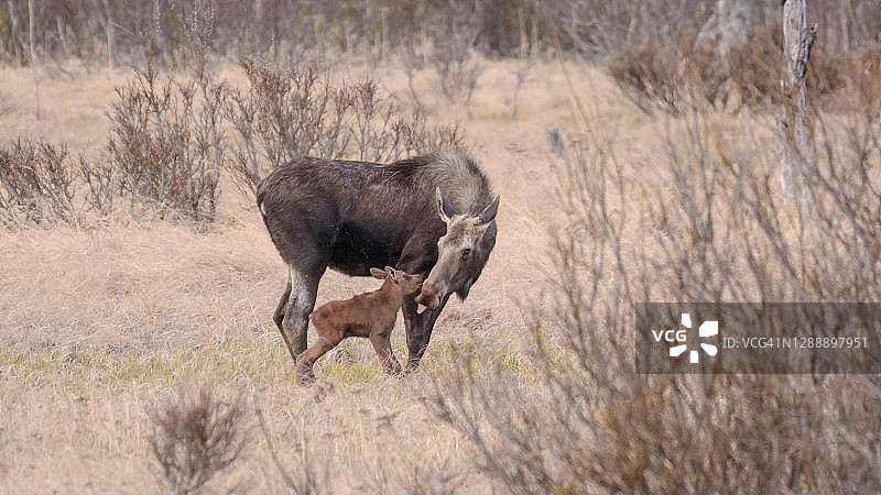 阿拉斯加的母驼鹿和小驼鹿图片素材