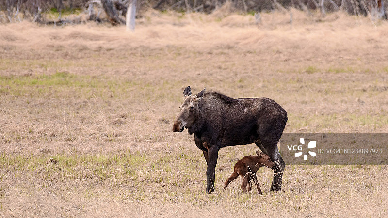 阿拉斯加的母驼鹿和小驼鹿图片素材