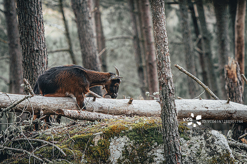 森林中觅食的山羊图片素材