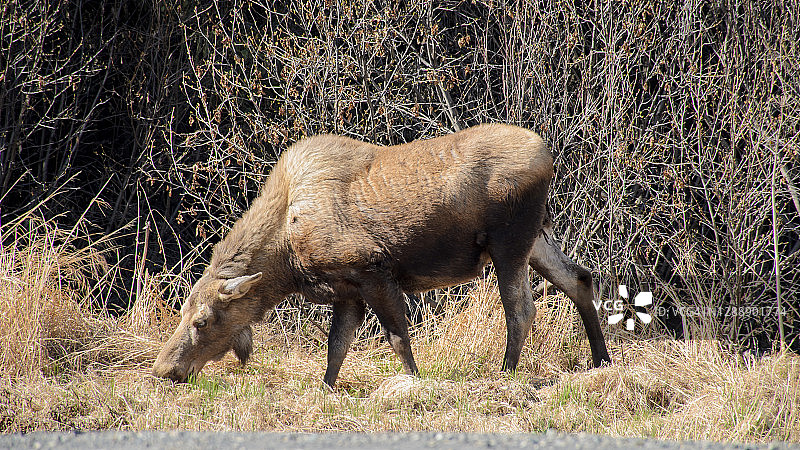 在野外觅食的阿拉斯加驼鹿图片素材