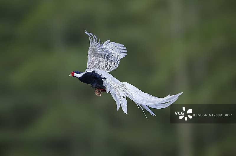 飞行鸟类：雄性白鹇图片素材