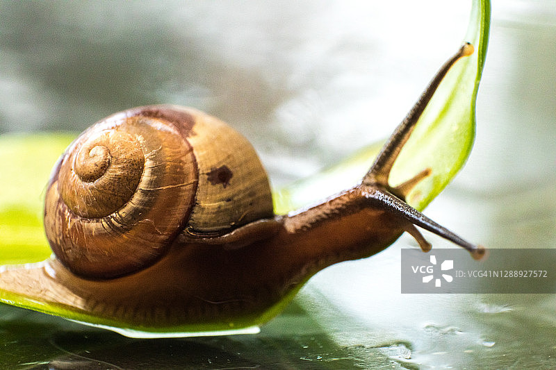 湿树叶上缓慢爬行的花园小蜗牛图片素材