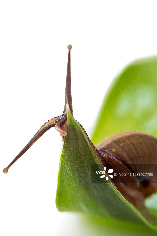 湿树叶上缓慢爬行的花园小蜗牛图片素材