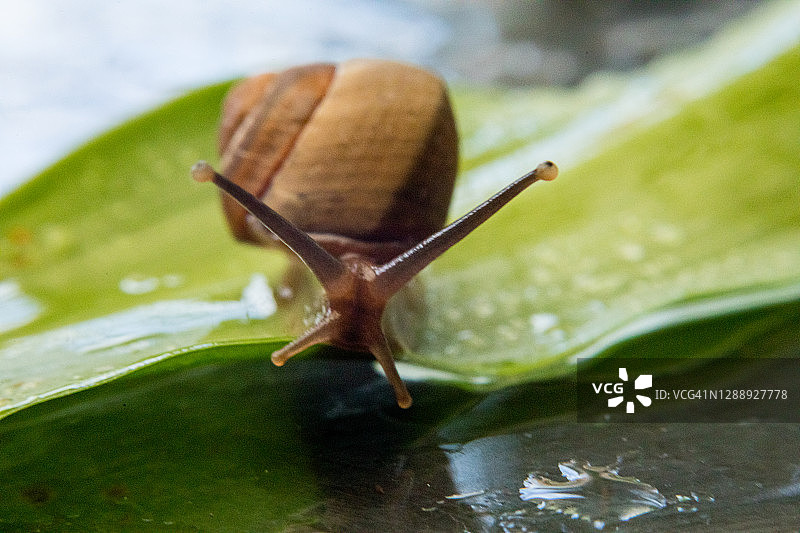 湿树叶上缓慢爬行的花园小蜗牛图片素材