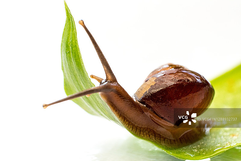 湿树叶上缓慢爬行的花园小蜗牛图片素材