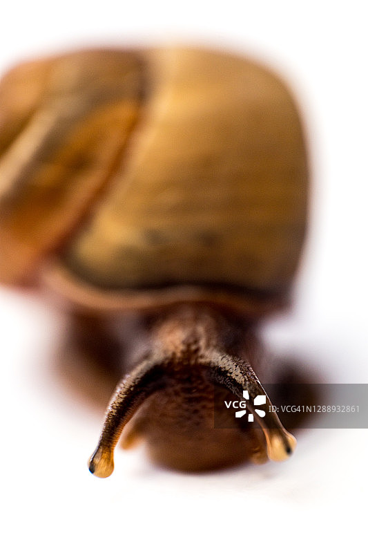 小花园蜗牛眼睛的微距特写照片图片素材