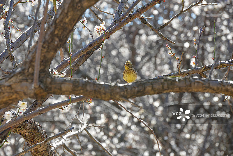 黑脸鹀图片素材