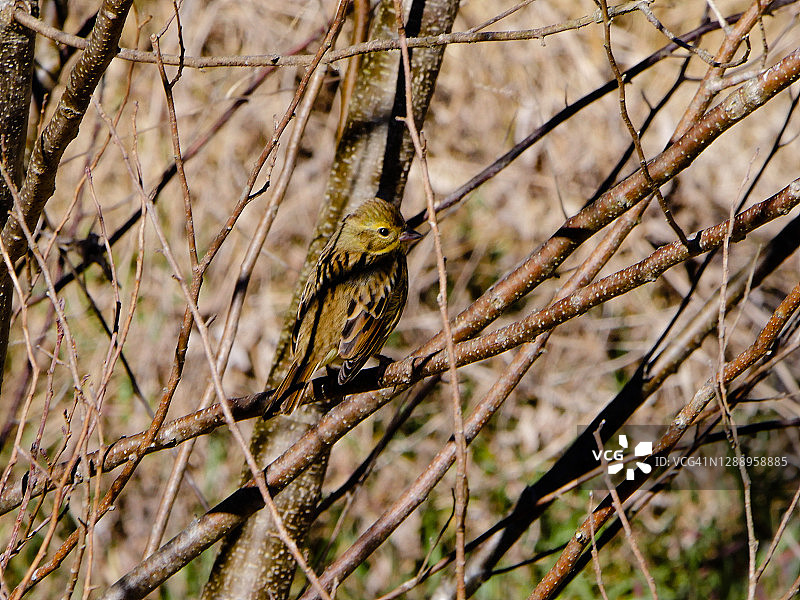 黑脸鹀图片素材