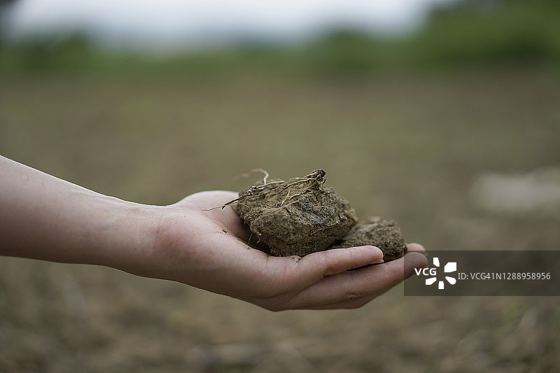 手持干燥土壤，背景为龟裂的土壤表面图片素材