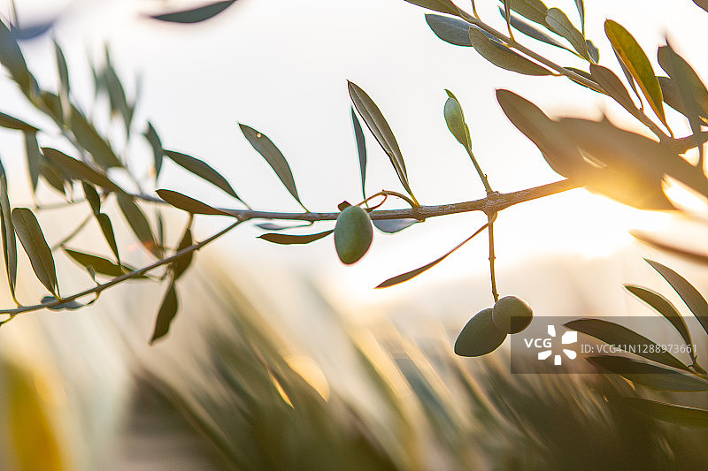 普利亚的橄榄图片素材