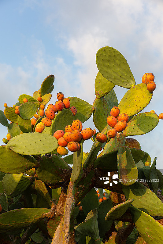 普利亚典型的仙人掌树图片素材