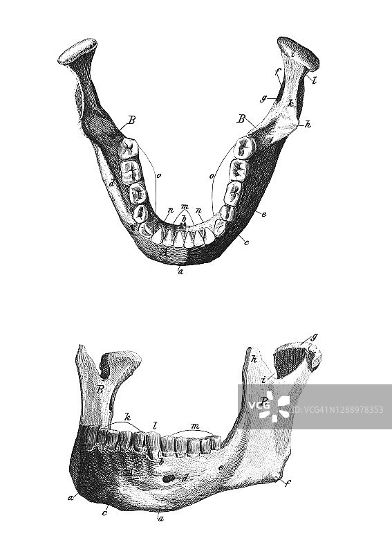 旧版雕刻插图：人头骨骼图片素材