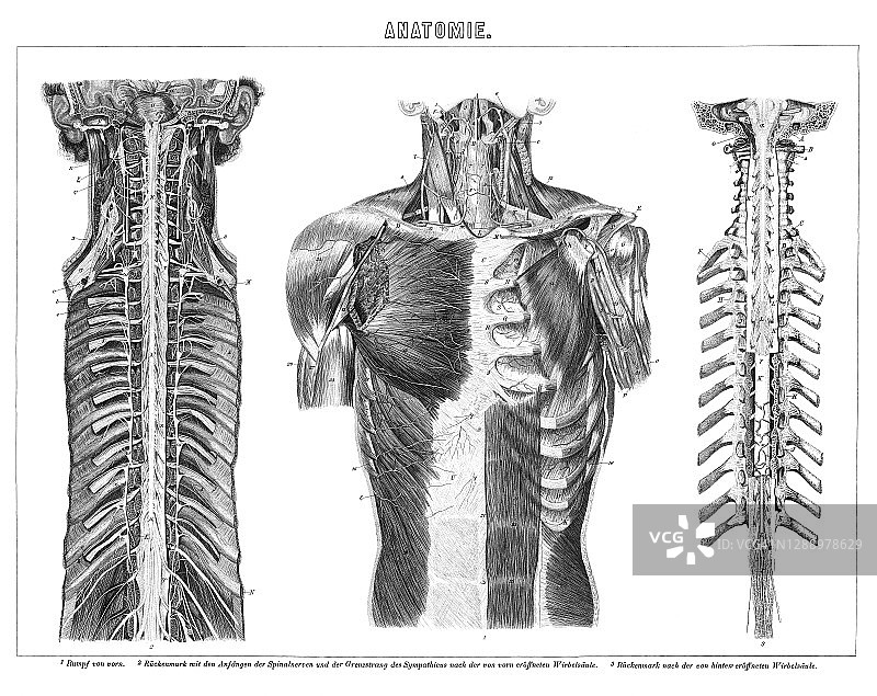 人体神经系统古老雕刻插图图片素材