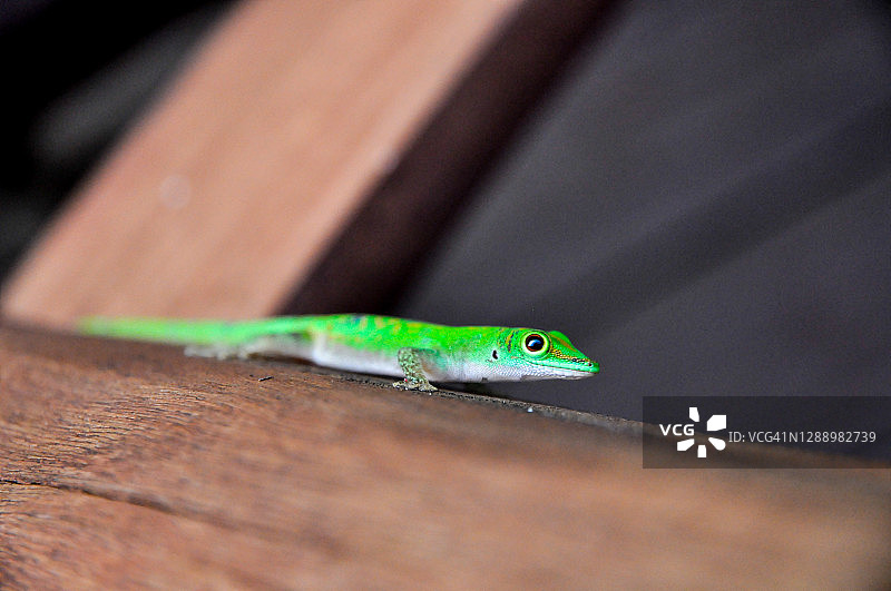 绿色拉迪格岛日间壁虎图片素材