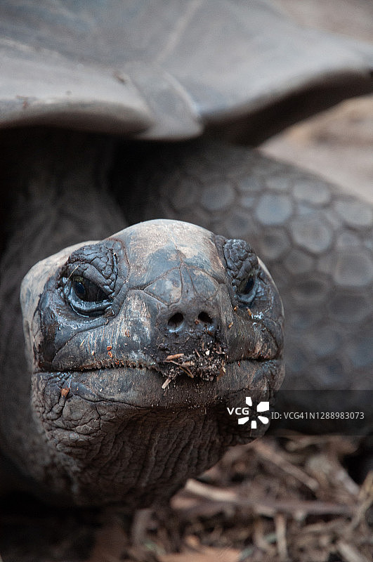 阿尔达布拉巨龟的头部特写图片素材