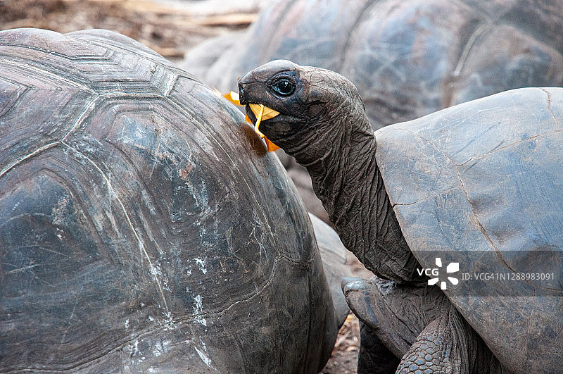 阿尔达布拉巨龟的头部特写图片素材