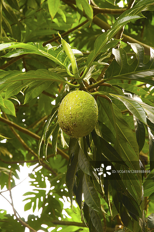阳光明媚的植被中的新鲜绿色面包果图片素材