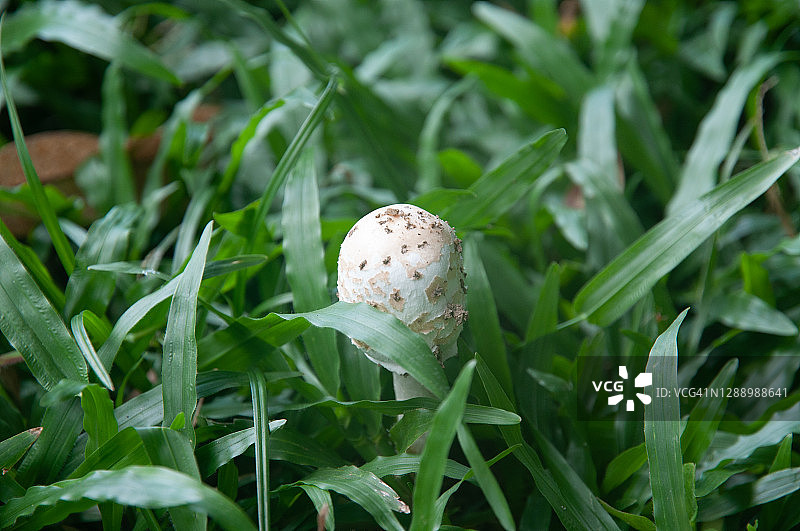 绿草地上的白色蘑菇图片素材