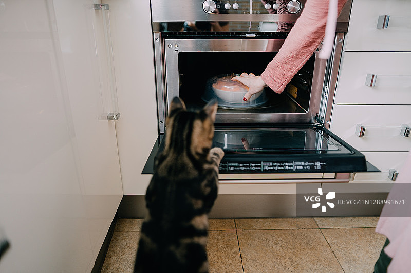 好奇的虎斑猫看着烤箱里面图片素材