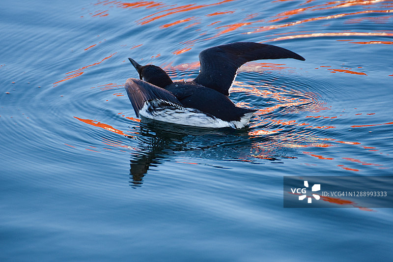 海中的普通海鸦与建筑倒影图片素材