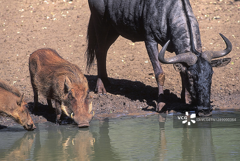 姆库泽禁猎区水坑边的疣猪和角马图片素材