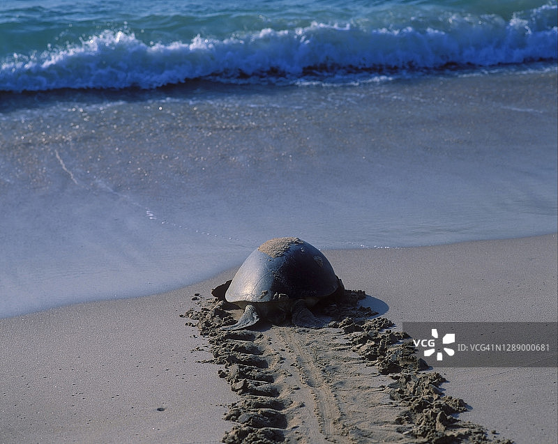 阿曼拉斯金兹的乌龟海滩图片素材
