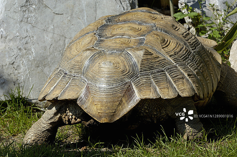 非洲盾臂龟的背面图片素材